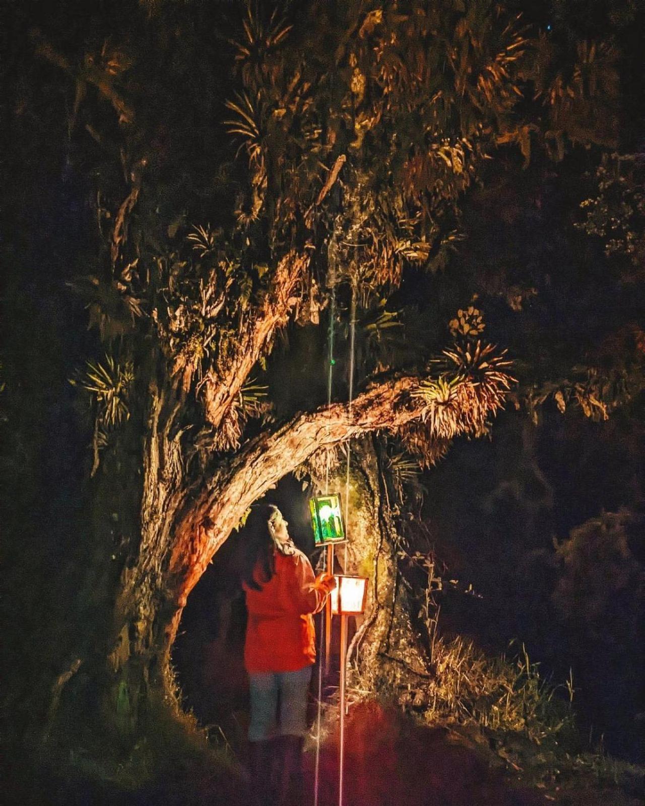 Polylepis Lodge